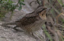 Wryneck